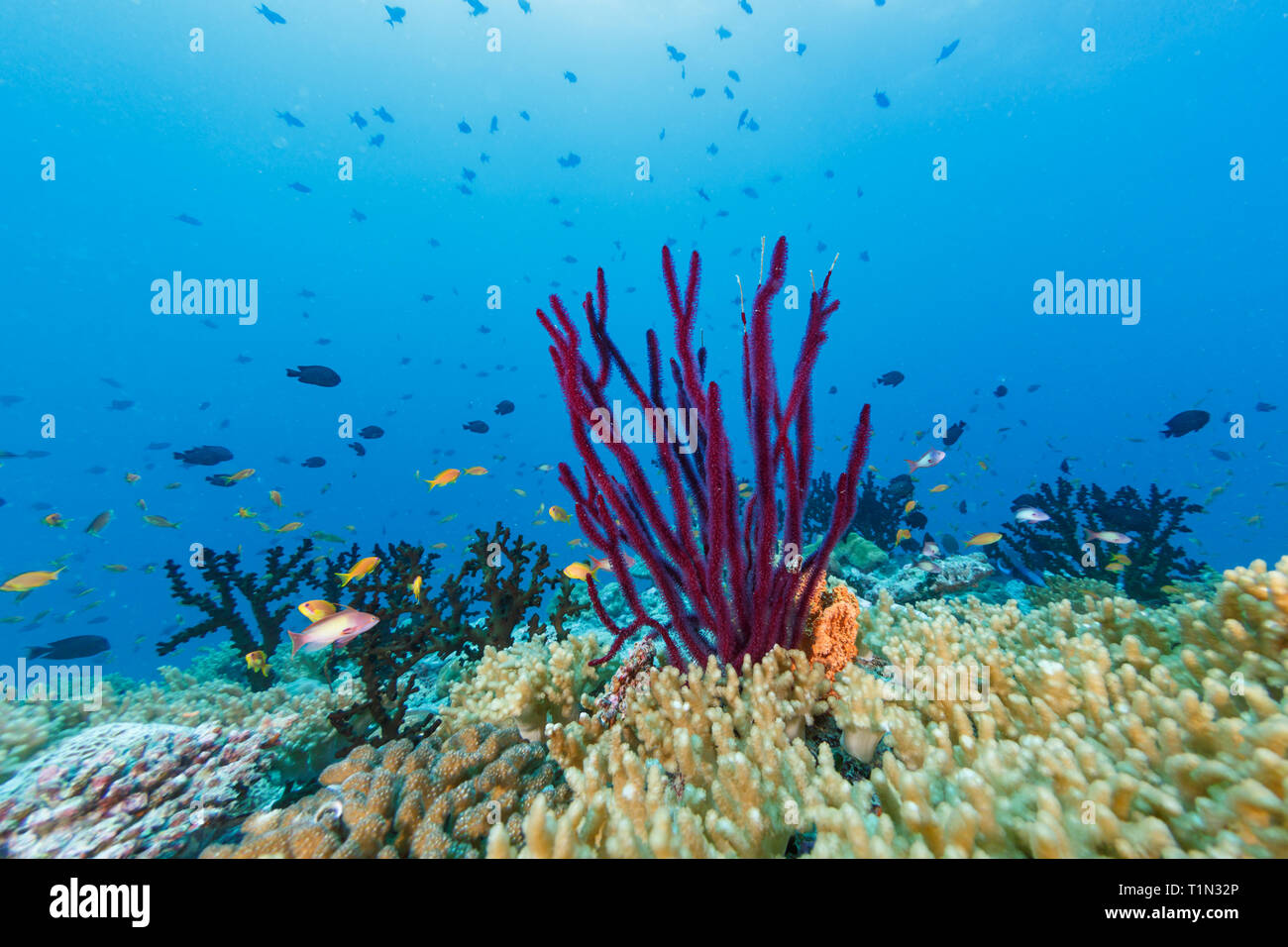 Libre de belles branches de pourpre rouge bent sea rod corail avec l'école d'anthias colorés poissons nager autour de Banque D'Images