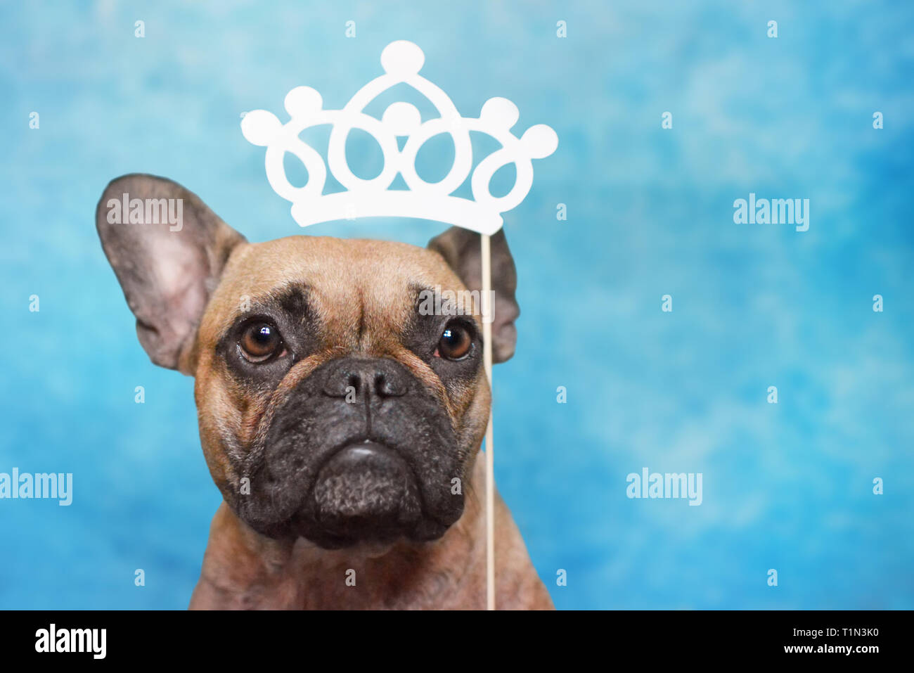 Brun mignon Bouledogue français chien avec de grands yeux et la princesse de la couronne de papier photo prop au dessus de la tête bleu sur fond de studio Banque D'Images