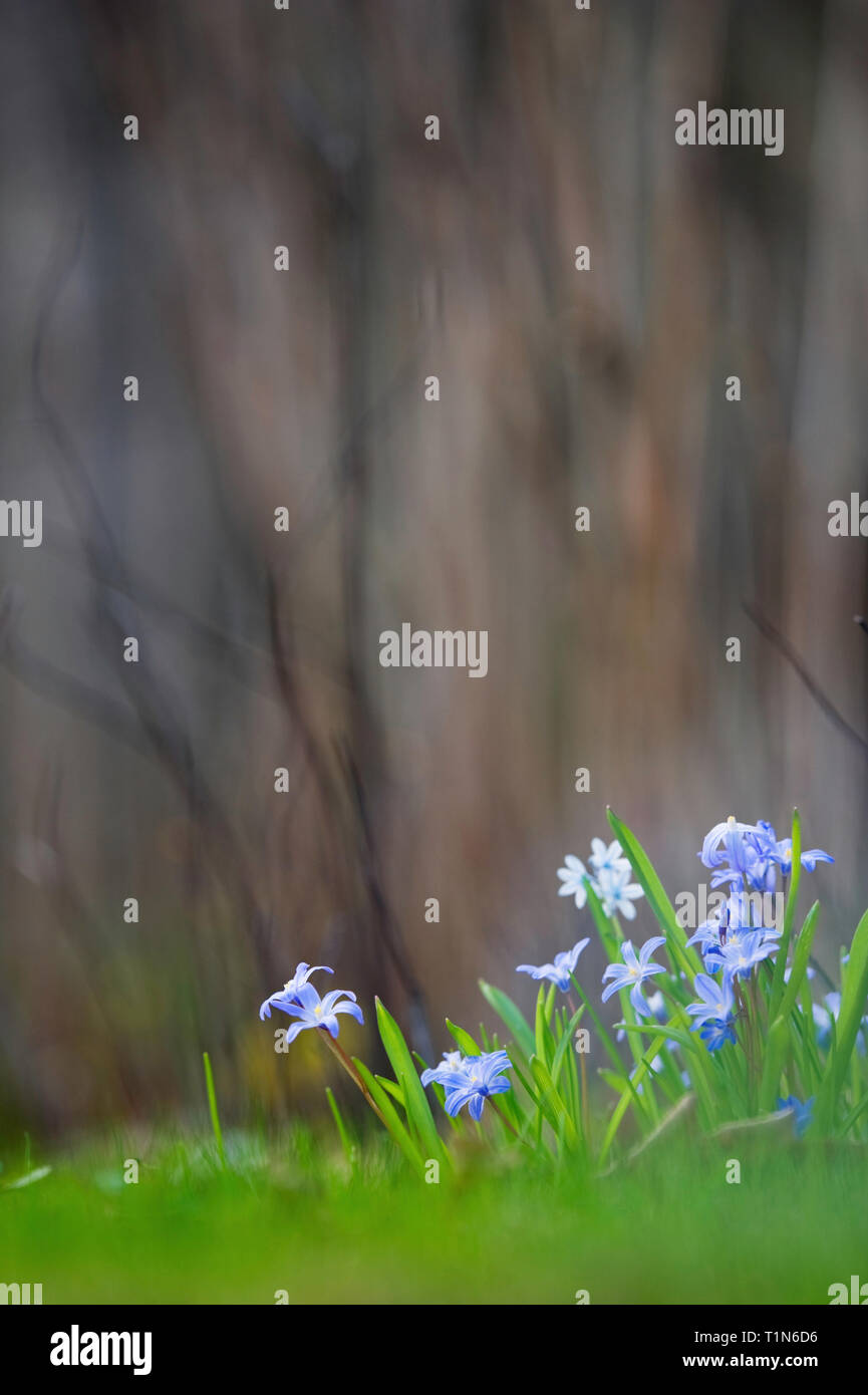 Gloire de la neige, Scilla luciliae, fleurs dans le sol de la forêt au printemps. Banque D'Images