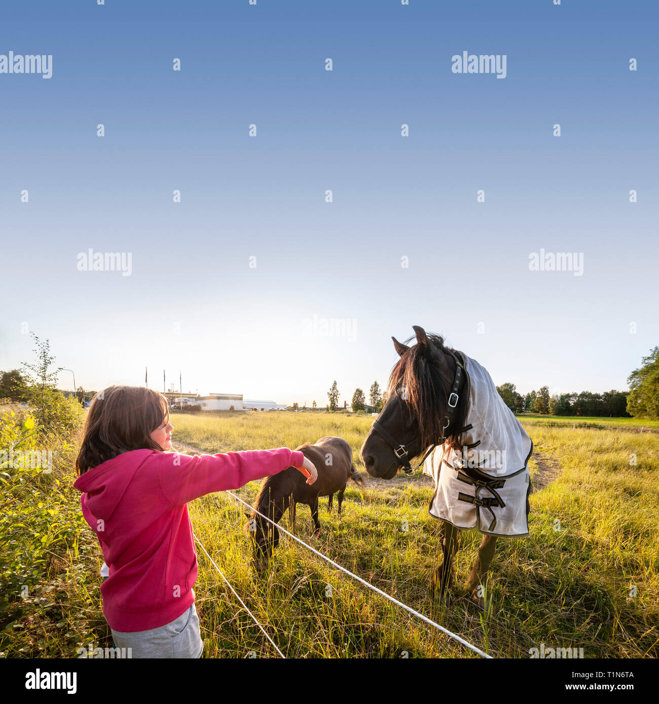 Fille et un cheval. / Dalarna, Suède, Scandinavie Dalecarlia. Banque D'Images