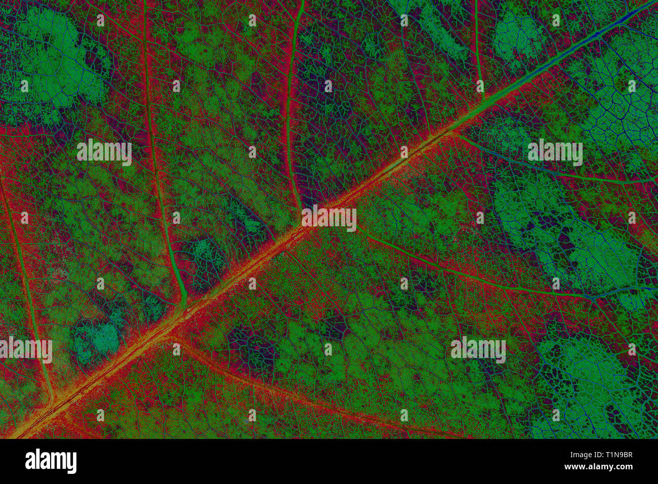 Surréaliste en feuilles Banque D'Images