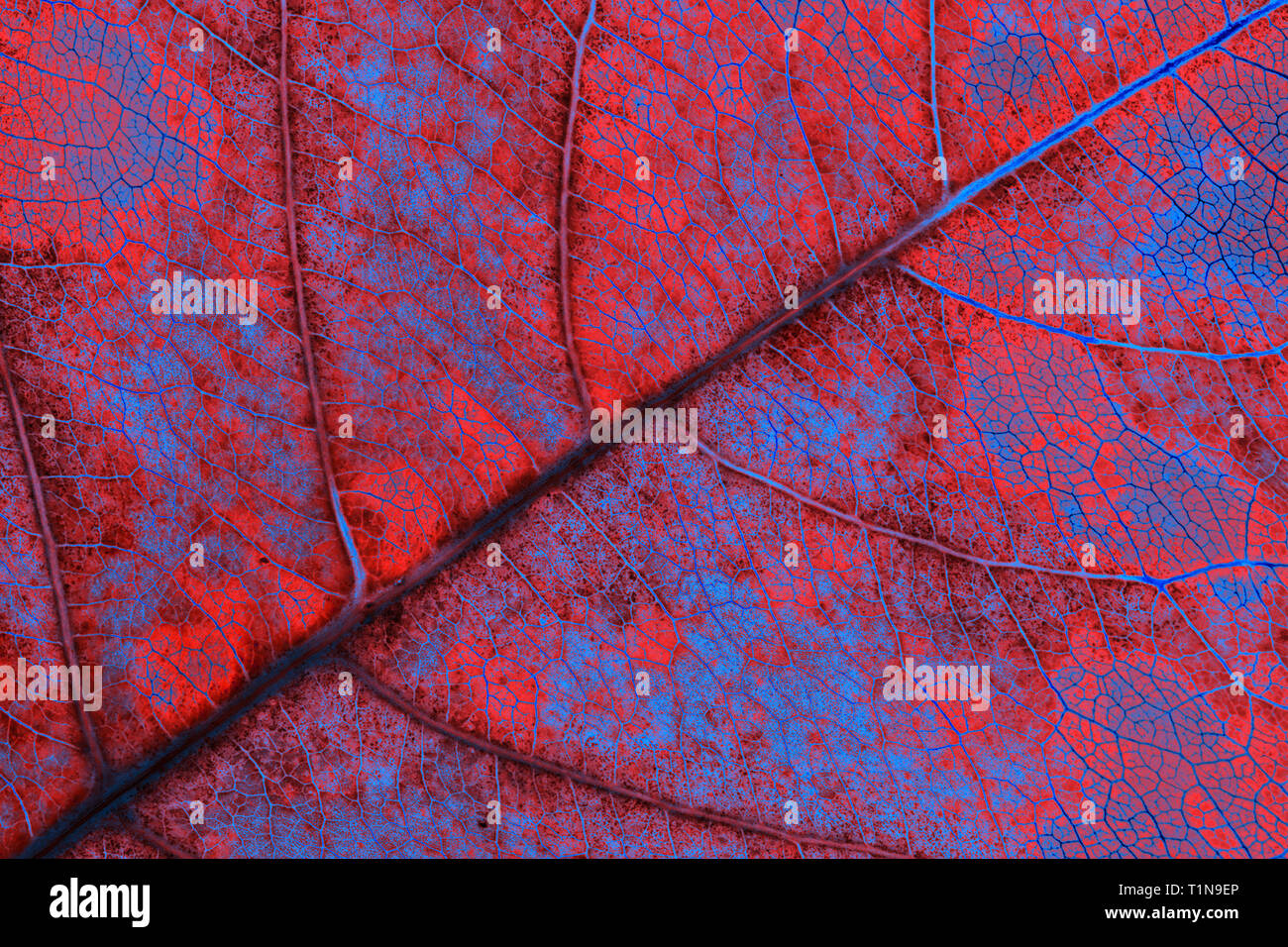 Leaf 2 surréaliste Banque D'Images