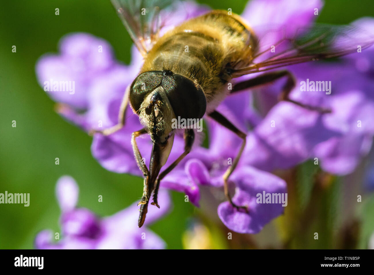 Plan général d'un drone Hover fly (Eristalis tenax) Nettoyage sa bouche de pièces sur une fleur de jardin en été. Banque D'Images