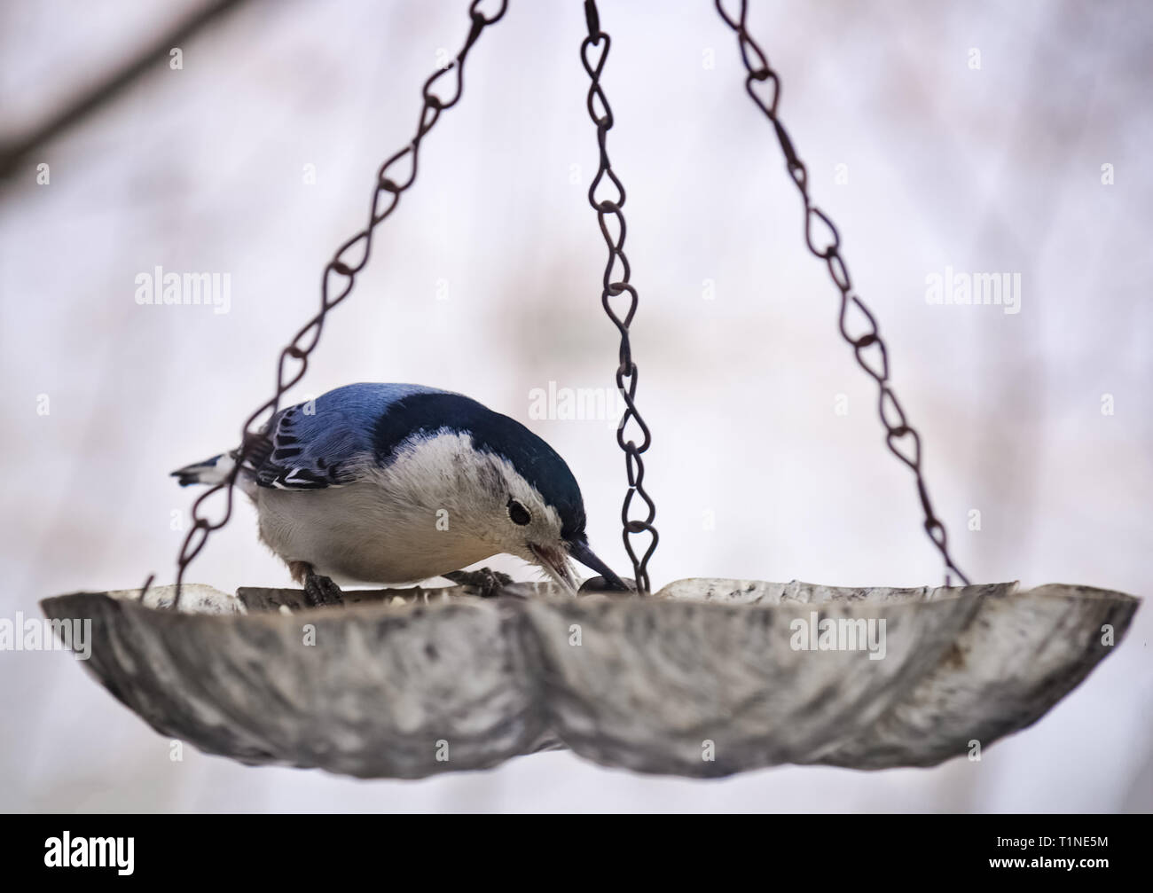 Mésange bicolore est venu à un chargeur à avoir quelques gourmandises pendant une froide journée d'hiver Banque D'Images