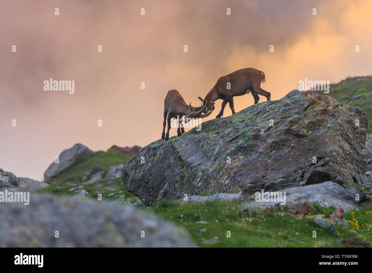 Bouquetin des Alpes (Capra ibex) dans le Mont-Blanc, France Banque D'Images