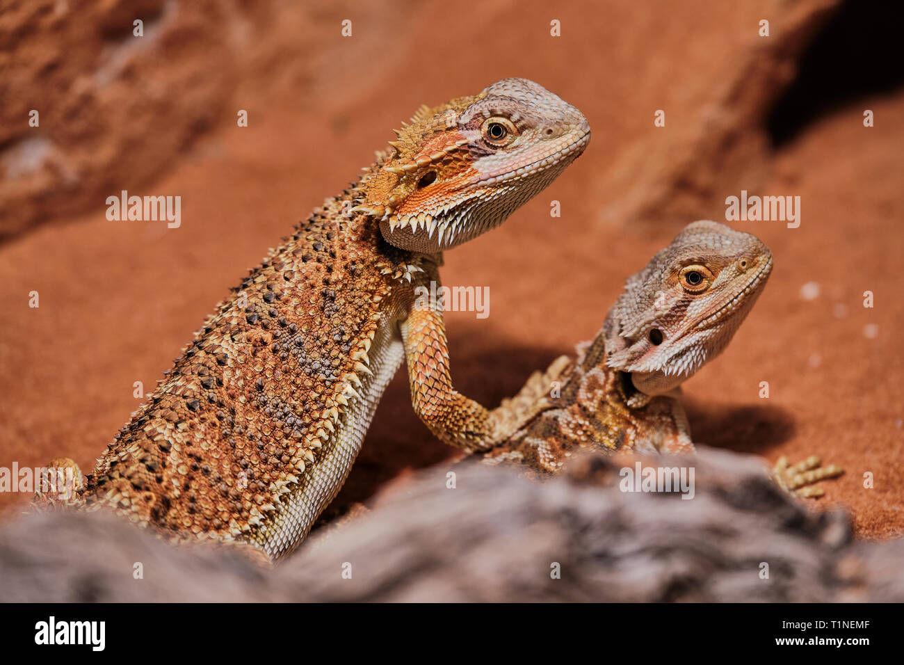 Deux jeunes dragons barbus close up dans son terrarium Banque D'Images