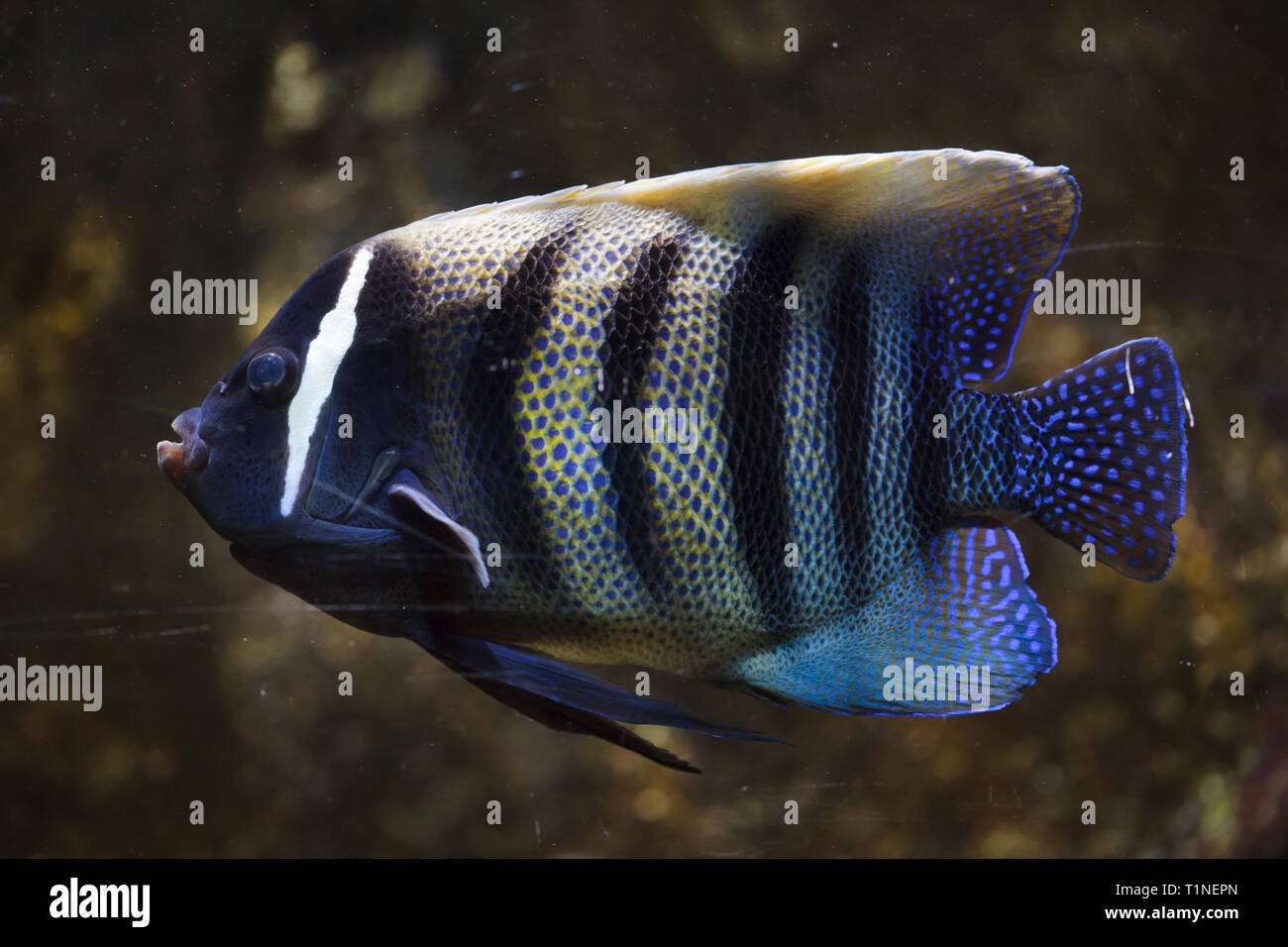 Angelfish Pomacanthus sexstriatus Sixbar (), également connu sous le nom de six bandes de poissons-anges. Banque D'Images