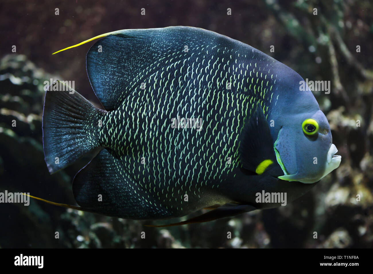 Angelfish Pomacanthus paru (français). Poissons tropicaux. Banque D'Images