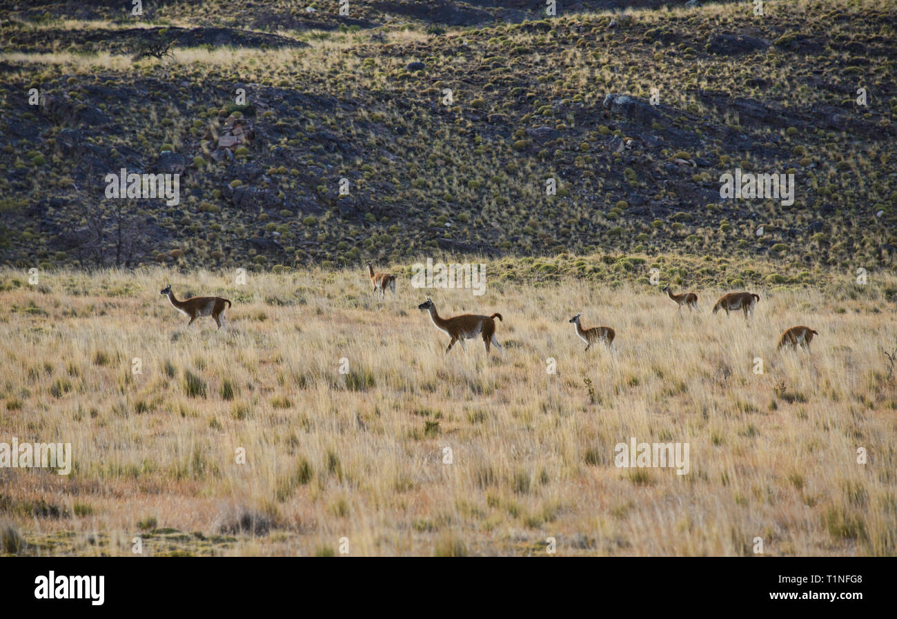 Guanacos sauvages de la Patagonie, le Parc National d'Aysen, en Patagonie, au Chili Banque D'Images