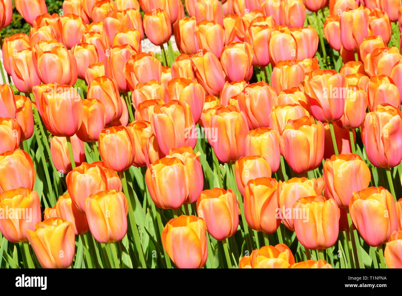 Armée d'une tulipe Banque D'Images