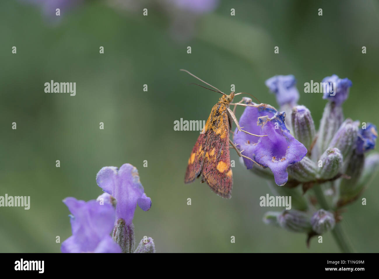 Papillon de menthe Banque D'Images