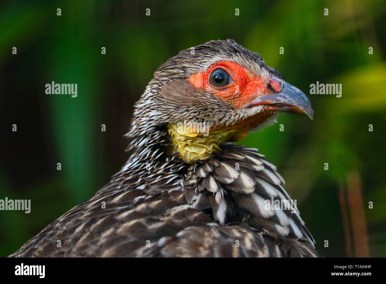 Chef d'un surpris à francolin à cou jaune francolin à bec rouge (pternistis leucoscepus ou) en vue de côté Banque D'Images