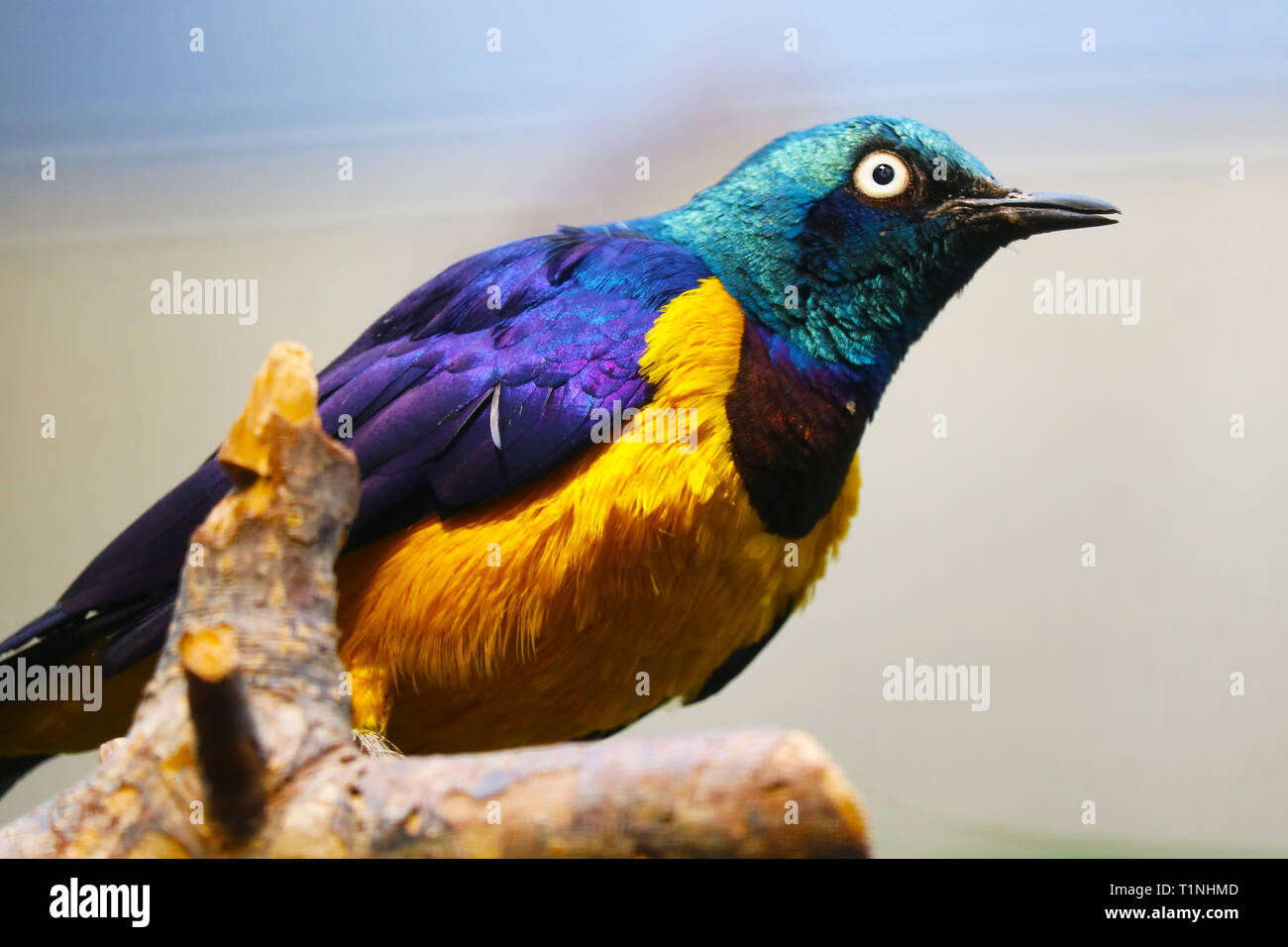 Chatoyant coloré golden-breasted starling (lamprotornis regius) d'Afrique assis sur une branche Banque D'Images