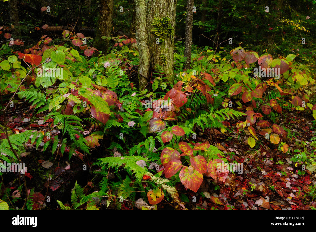 Witch boitiller et l'érable rouge en automne dans la région sauvage des étangs siamois dans les Adirondacks de l'État de New York Banque D'Images