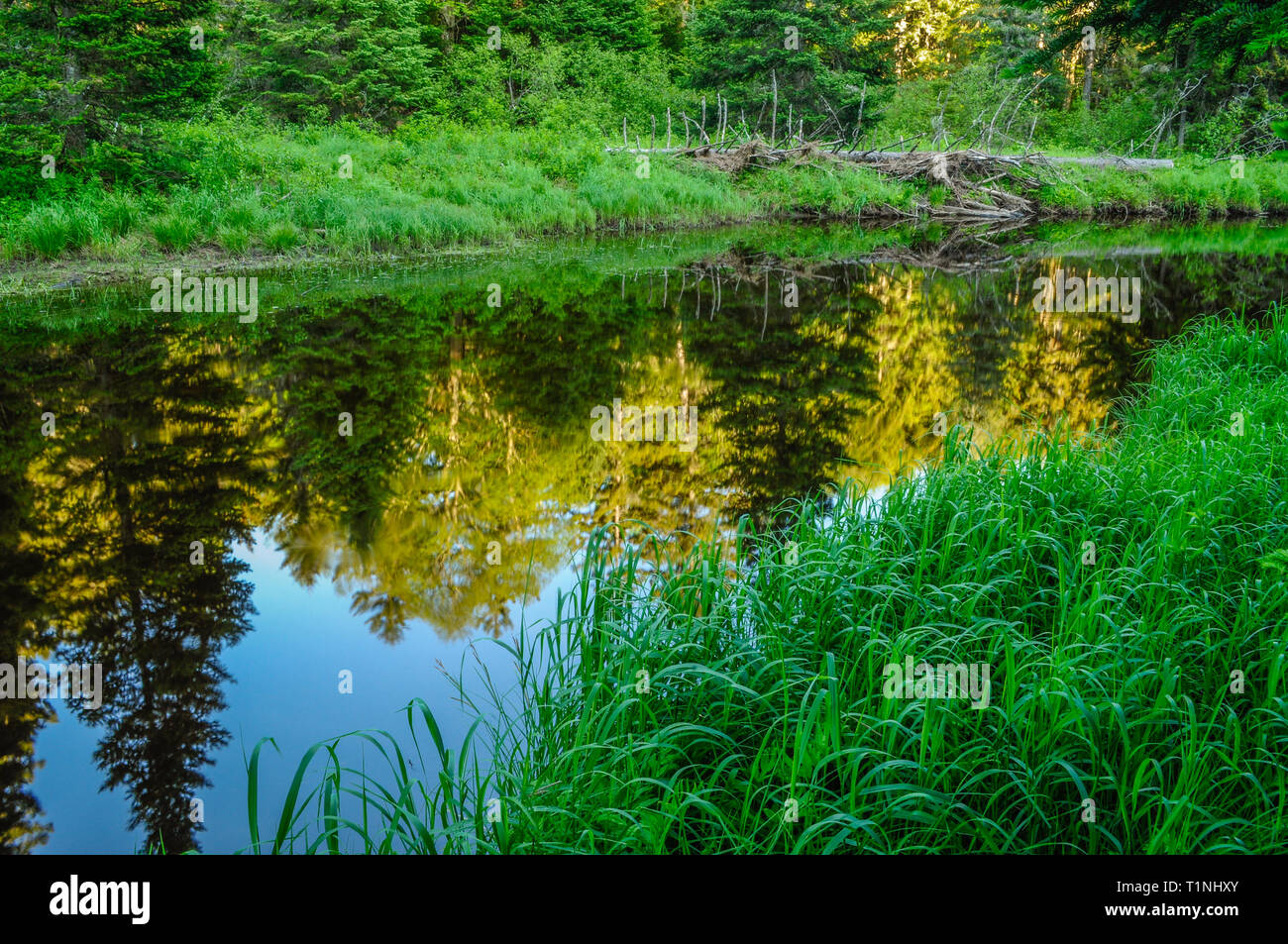 Les réflexions dans la branche est de la rivière Sacandaga siamois dans la région sauvage des étangs dans les Adirondacks de l'État de New York Banque D'Images