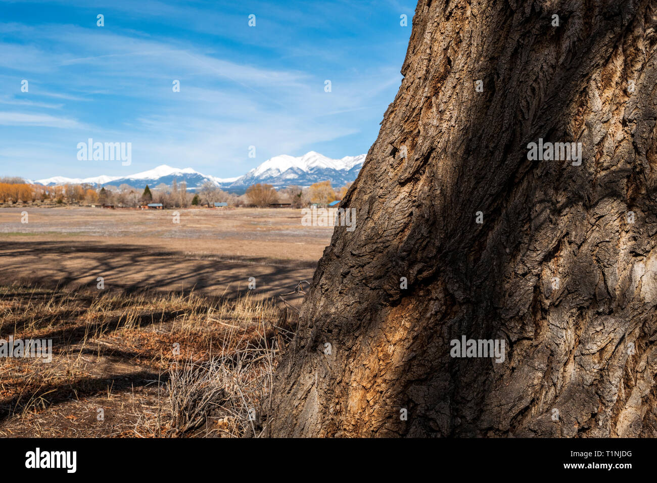 Fremont peupliers & Montagnes Rocheuses au-delà ; Vandaveer Ranch ; Salida, Colorado, USA Banque D'Images