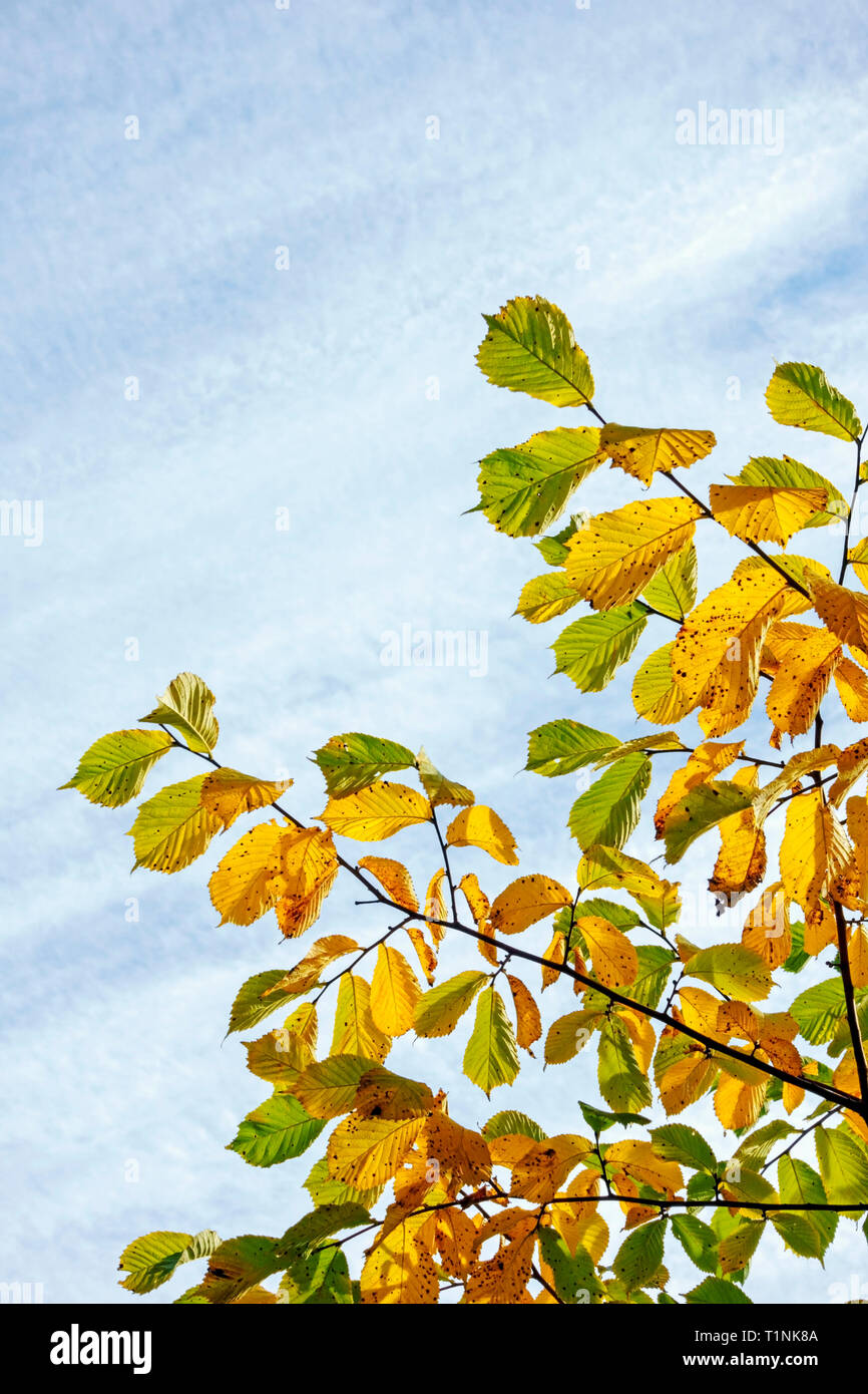 Feuilles d'orme contre fond de ciel bleu. Banque D'Images