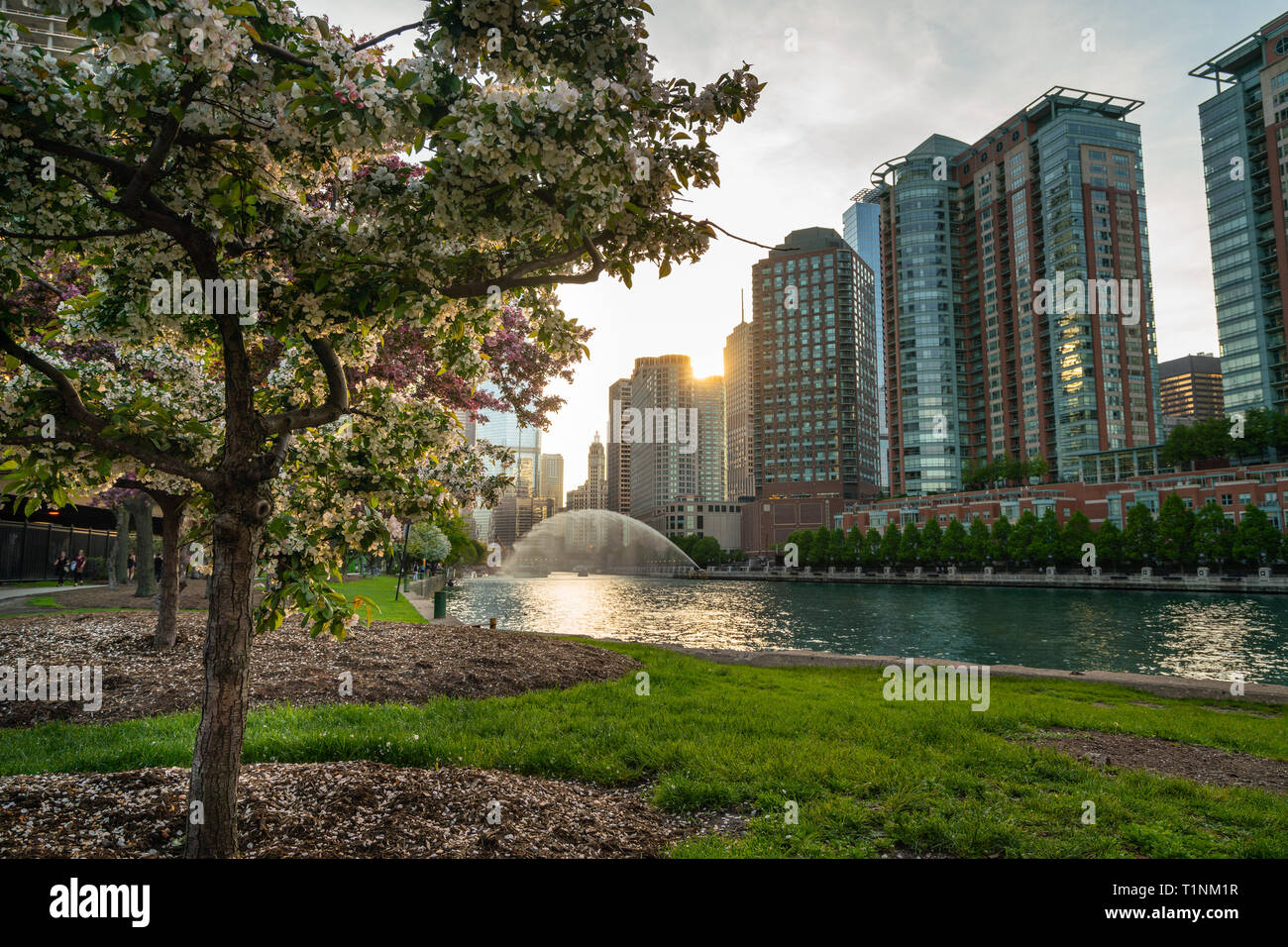 Le printemps à Chicago, avec de belles vues sur le centre-ville près de la rivière Banque D'Images
