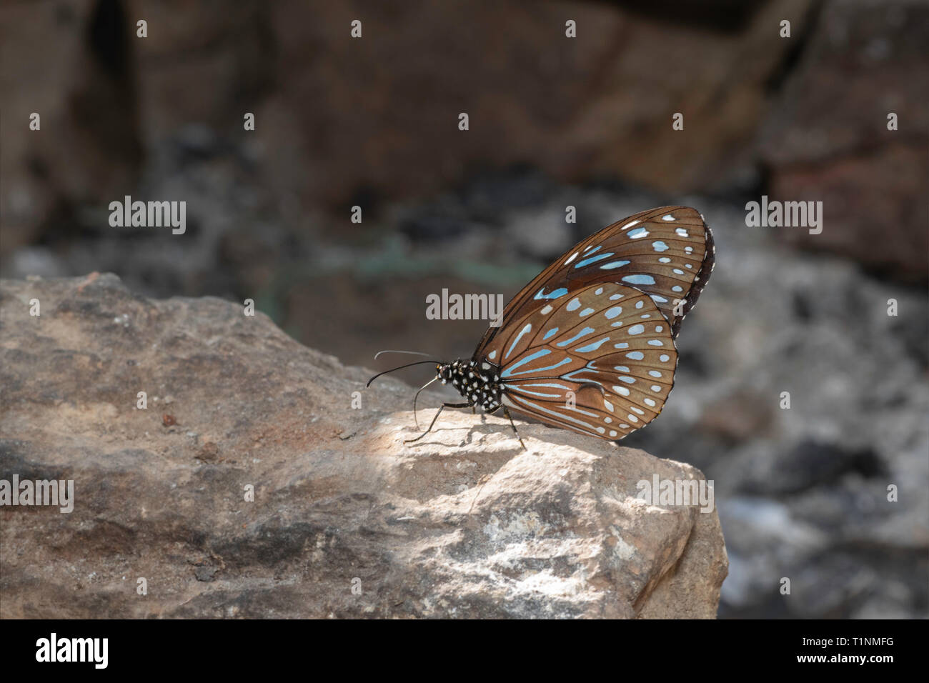 Dark Blue Tiger, Tirumala septentrionis septentrionis, Satakha, Nagaland, Inde Banque D'Images