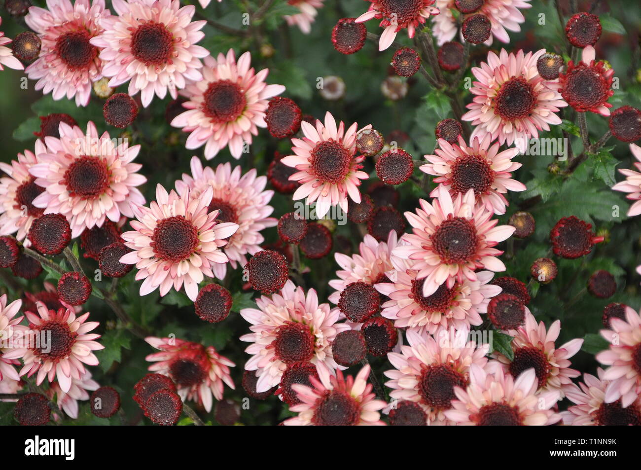 Bouquet De Fleurs Avec Pétales De Couleur Rose Avec Une