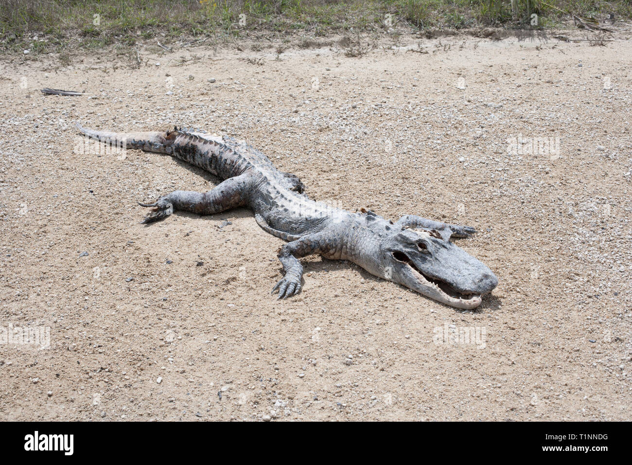 Dead Alligator dans les Everglades Banque D'Images