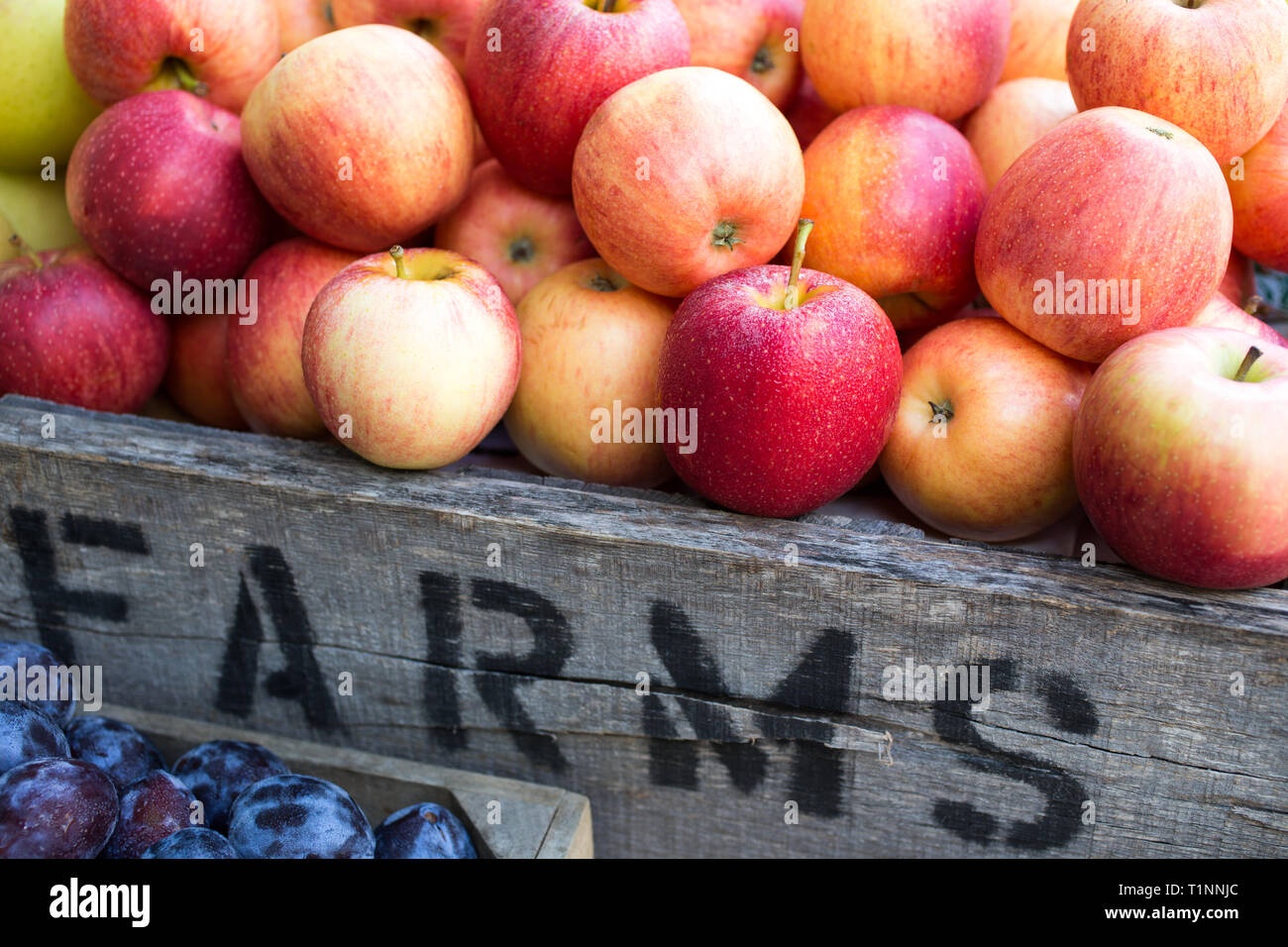 Farmstand aux pommes et aplombs - frais de récolte - Exploitations agricoles Banque D'Images