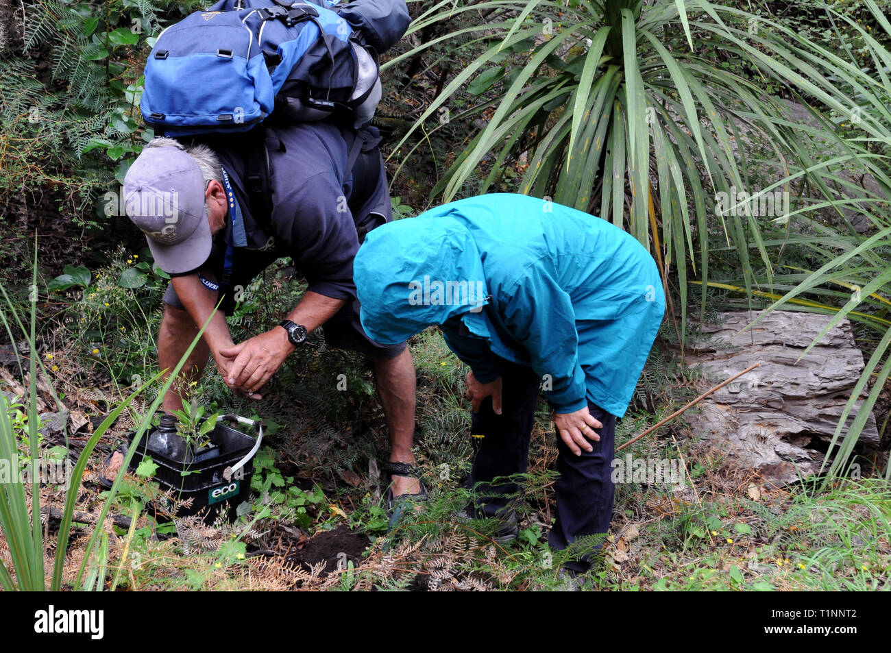 Le chef d'excursion et un client arbre plante herbacé, une espèce indigène, le PE l'OOAS Island, une île du Lac Wanaka, île du Sud, Nouvelle-Zélande. Banque D'Images