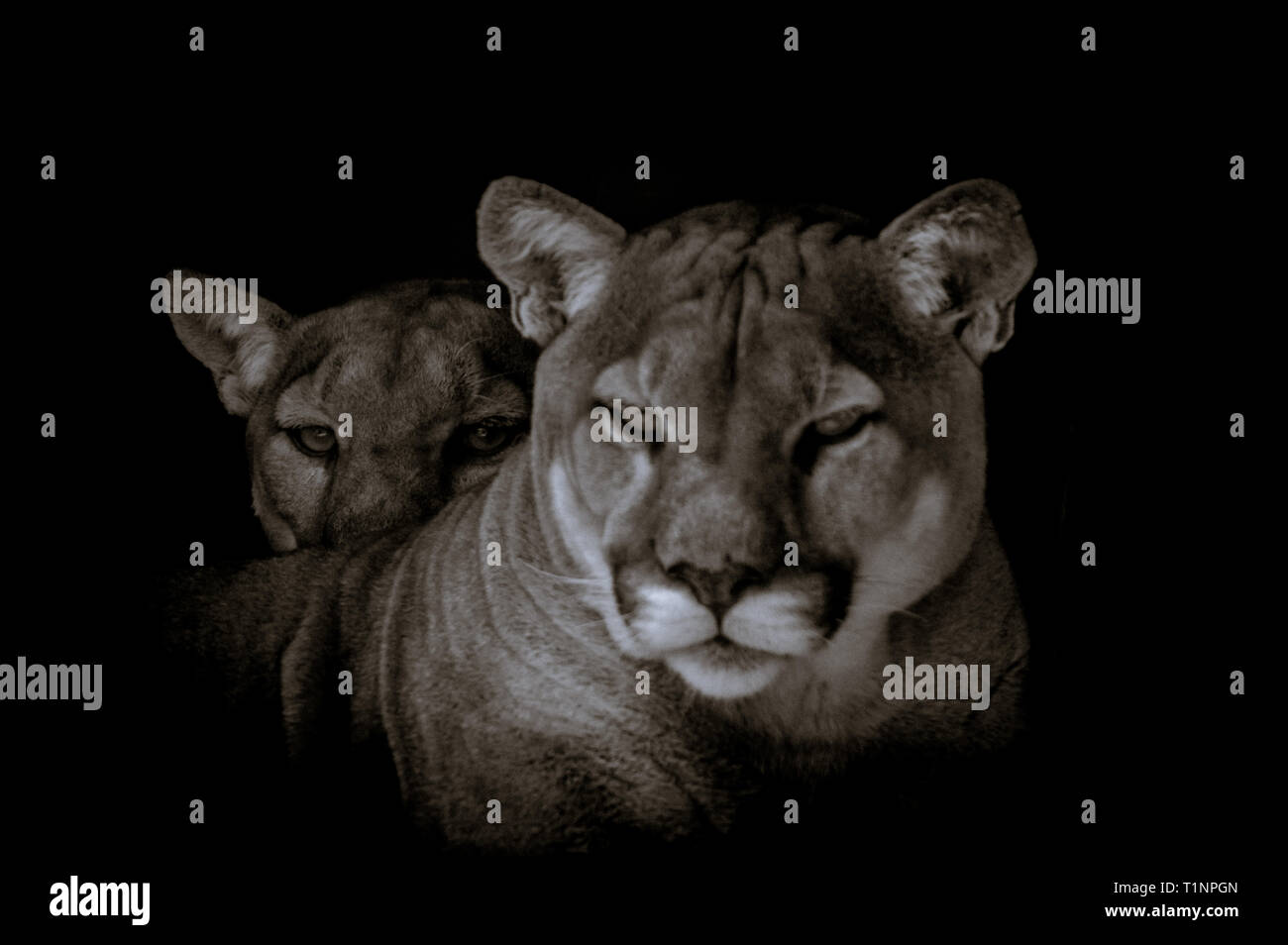 puma afrique