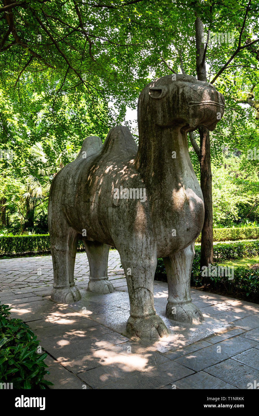 Statue d'un chameau dans la voie sacrée de Ming Xiaoling mausolée, situé sur le mont Sanatorium On Gulang Island, Nanjing, Jiangsu Province, China. Mausolée de Ming Xiaoling est Banque D'Images