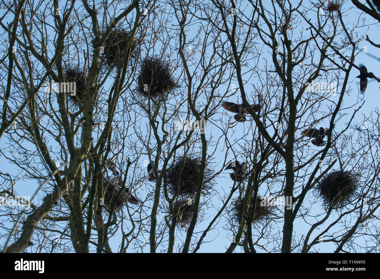 Une rookerie au sommet des arbres au printemps avec les corbeaux freux (corvus frugilegus) volant autour de leurs nids. Colonie d'oiseaux, au Royaume-Uni. Banque D'Images