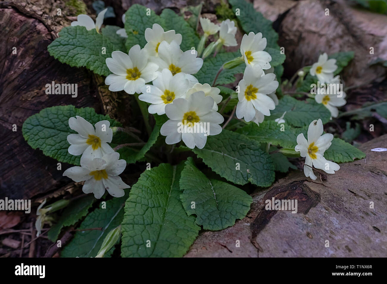 Primrose Primula vulgaris sauvage() croissant entre un groupe de sciage dans un jardin de Norfolk au Royaume-Uni. Banque D'Images