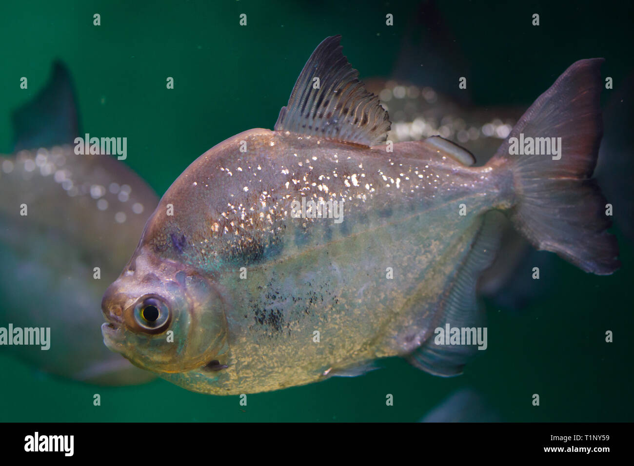 Silver Dollar (Metynnis argenteus), également connu sous le nom de silver dollar archétypal. Banque D'Images