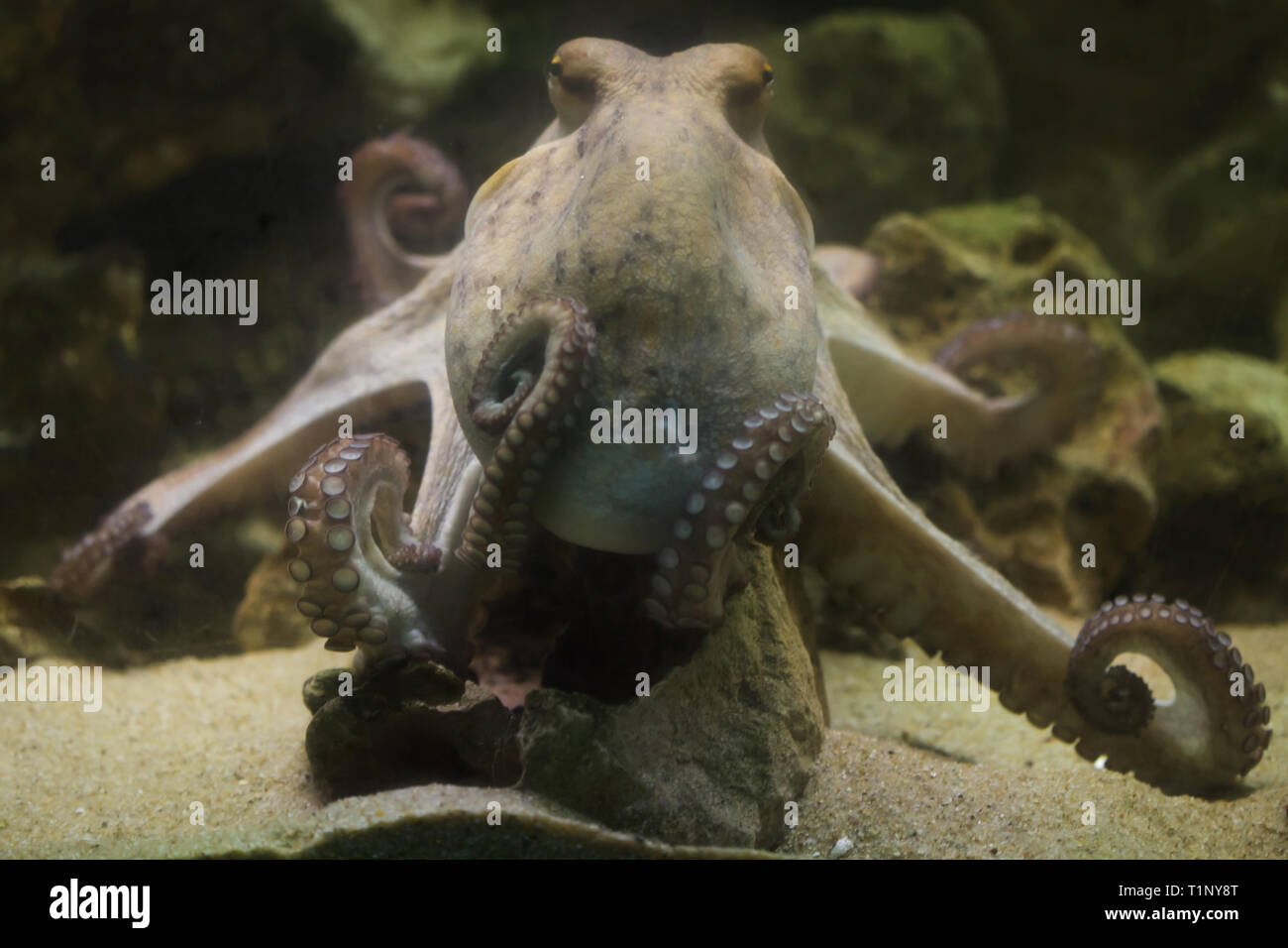 Poulpe commun (Octopus vulgaris), aussi connu comme la pieuvre. Banque D'Images