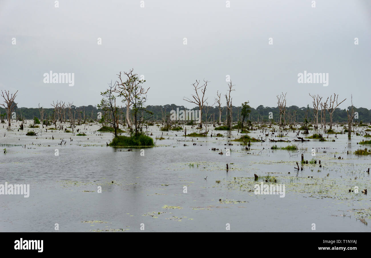 L'énorme réservoir artificiel Baray est creusé à la main par les anciens khmers pour stocker les réserves d'eau pour la ville d'Angkor Banque D'Images