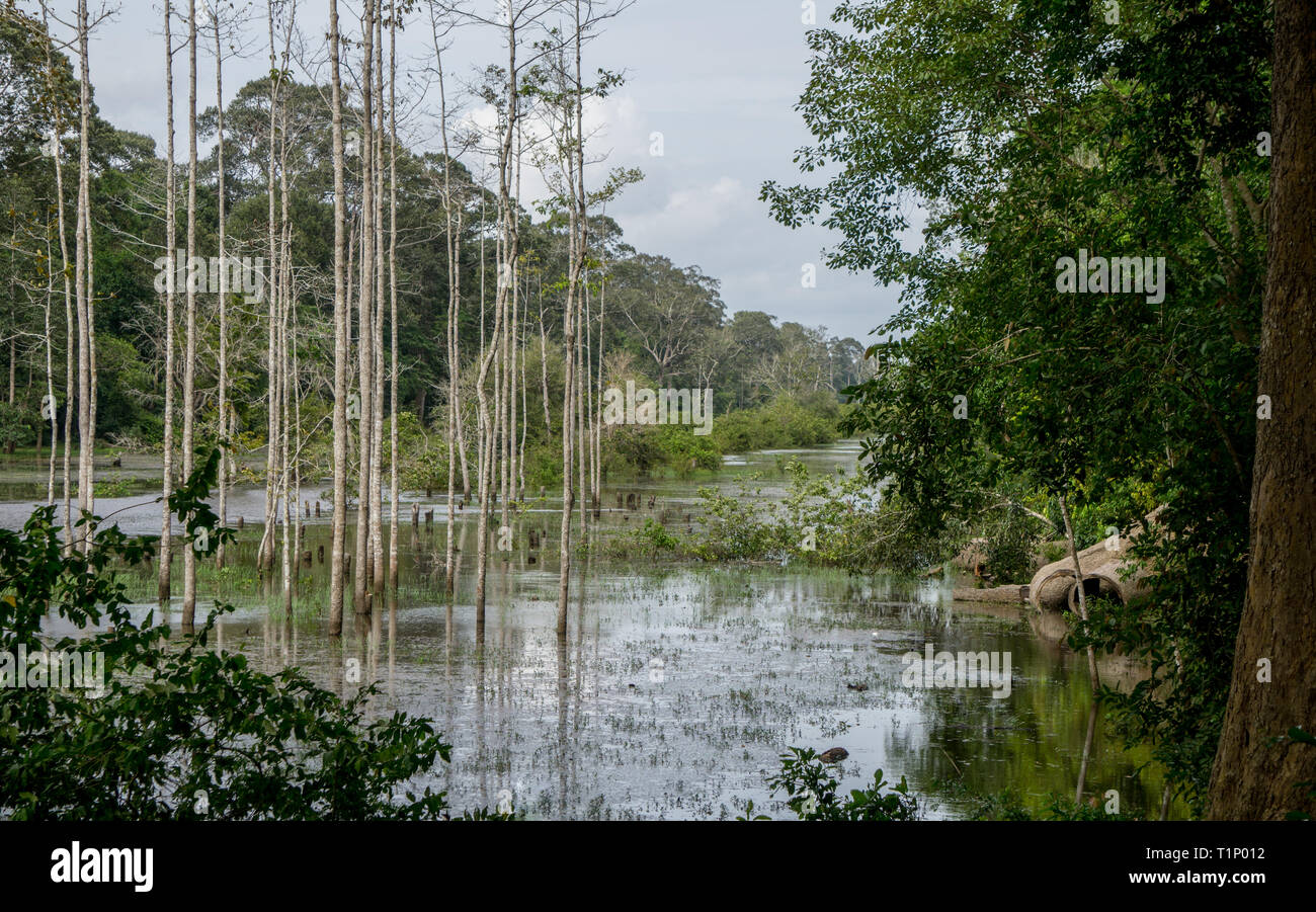 Les zones humides tropicales en Asie du sud-est Banque D'Images