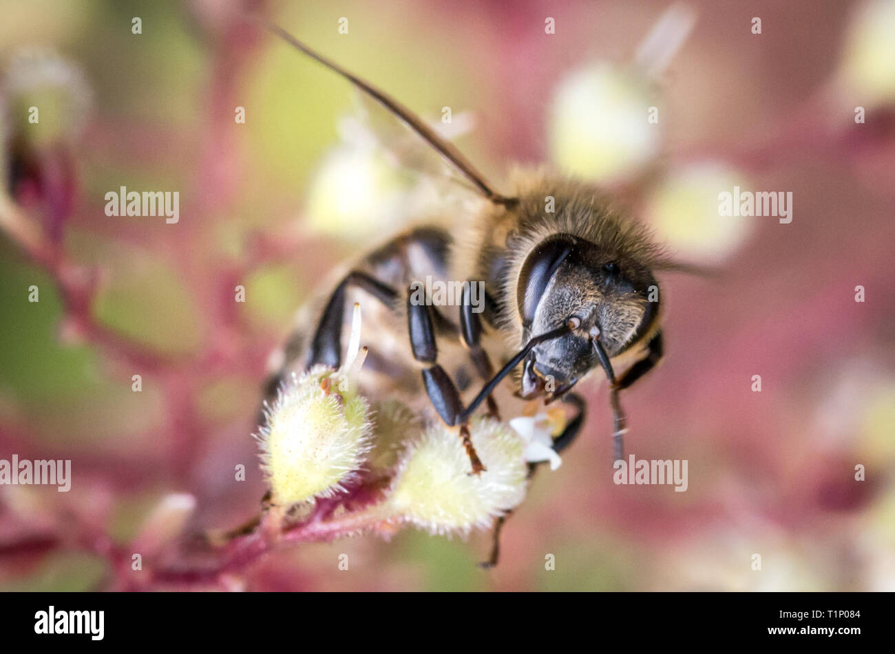 Libre d'une abeille la collecte du pollen ou un nectar de fleurs sauvages Banque D'Images