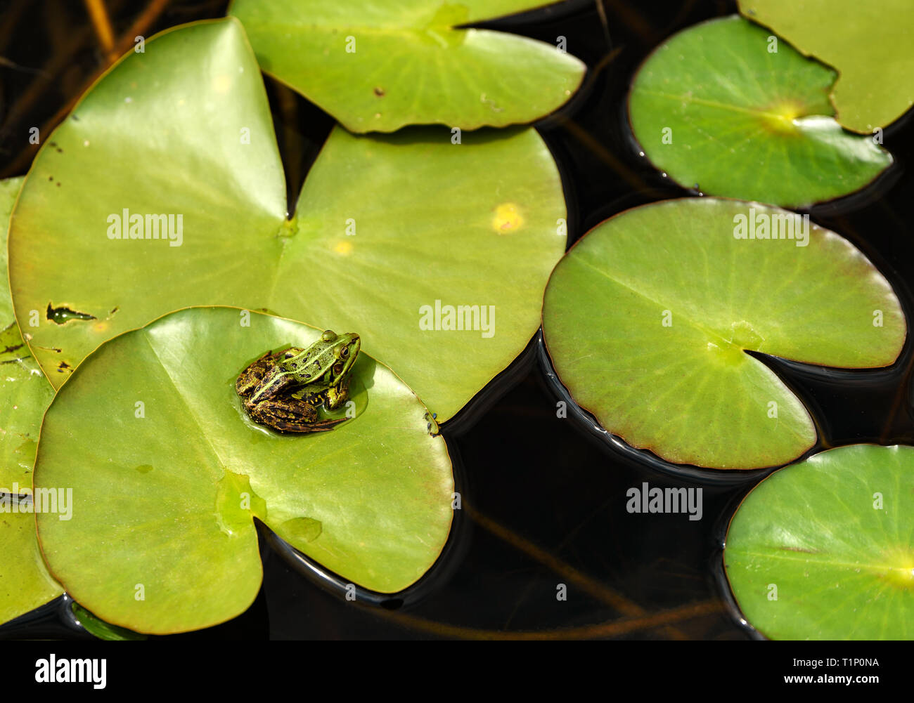 La grenouille comestible (Pelophylax kl. esculentus) - Grenouille commune européenne assis sur une feuille dans l'étang. Banque D'Images