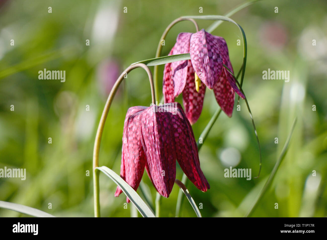 Libre de deux fritillaria fleurs dans un jardin au printemps. Banque D'Images