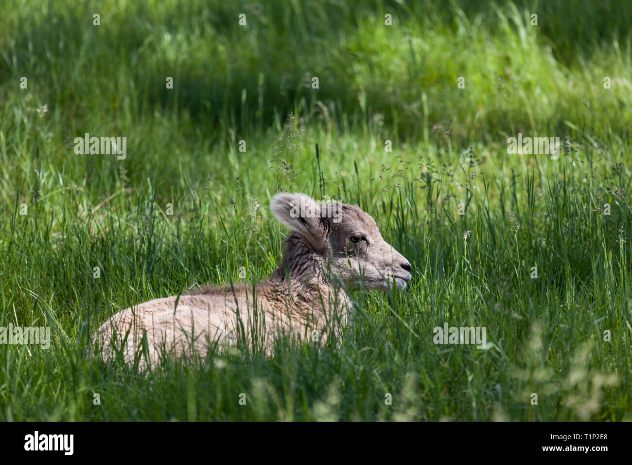 Un bébé mouflons portant au soleil dans les hautes herbes de printemps. Banque D'Images