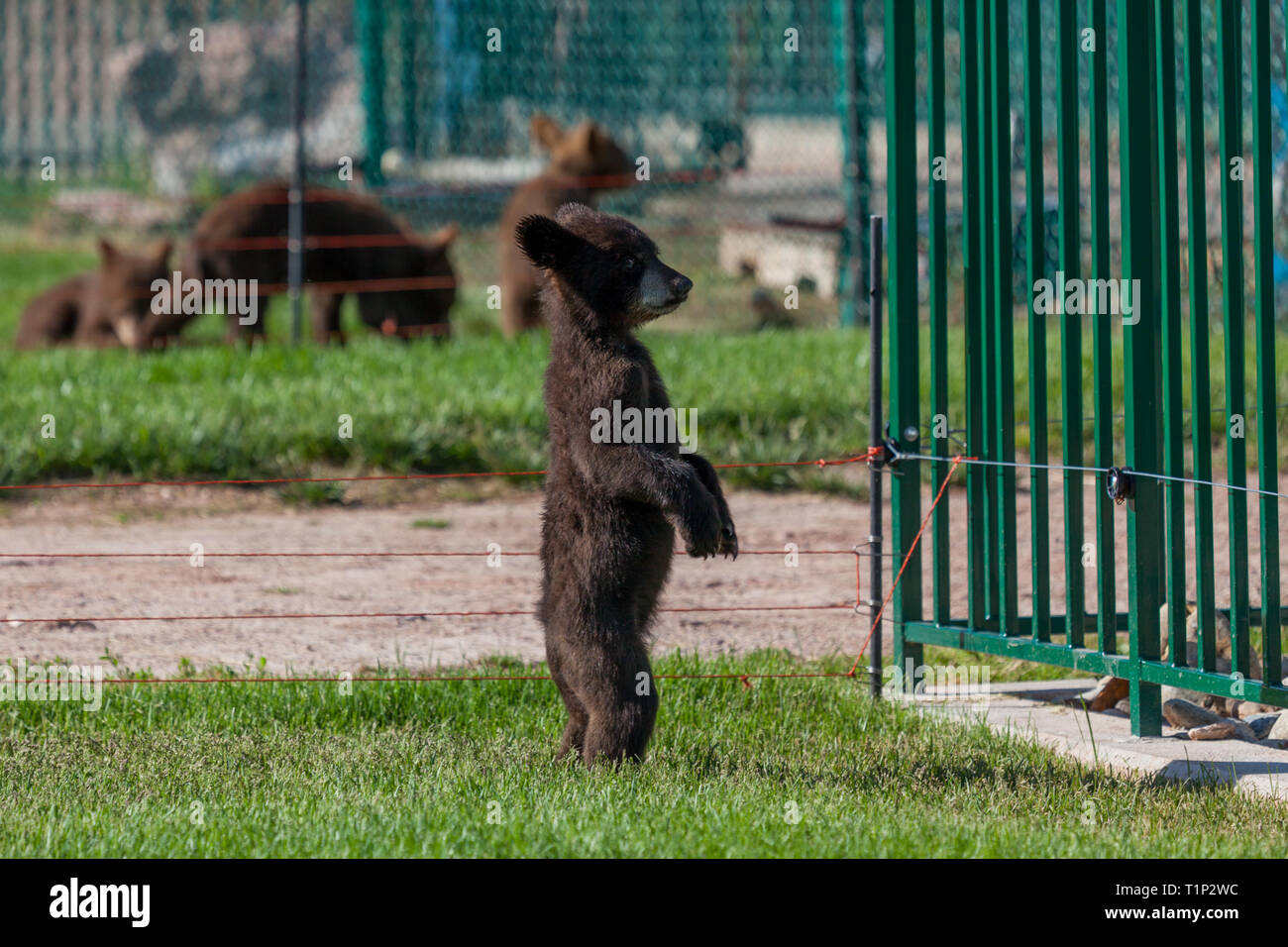 Un Bebe Ours Noir Debout Sur Ses Pattes De Derriere A La Recherche Au Dela De La Cloture De Ses Bars Boitier Avec D Autres Ours Bebe A L Arriere Plan Photo Stock Alamy