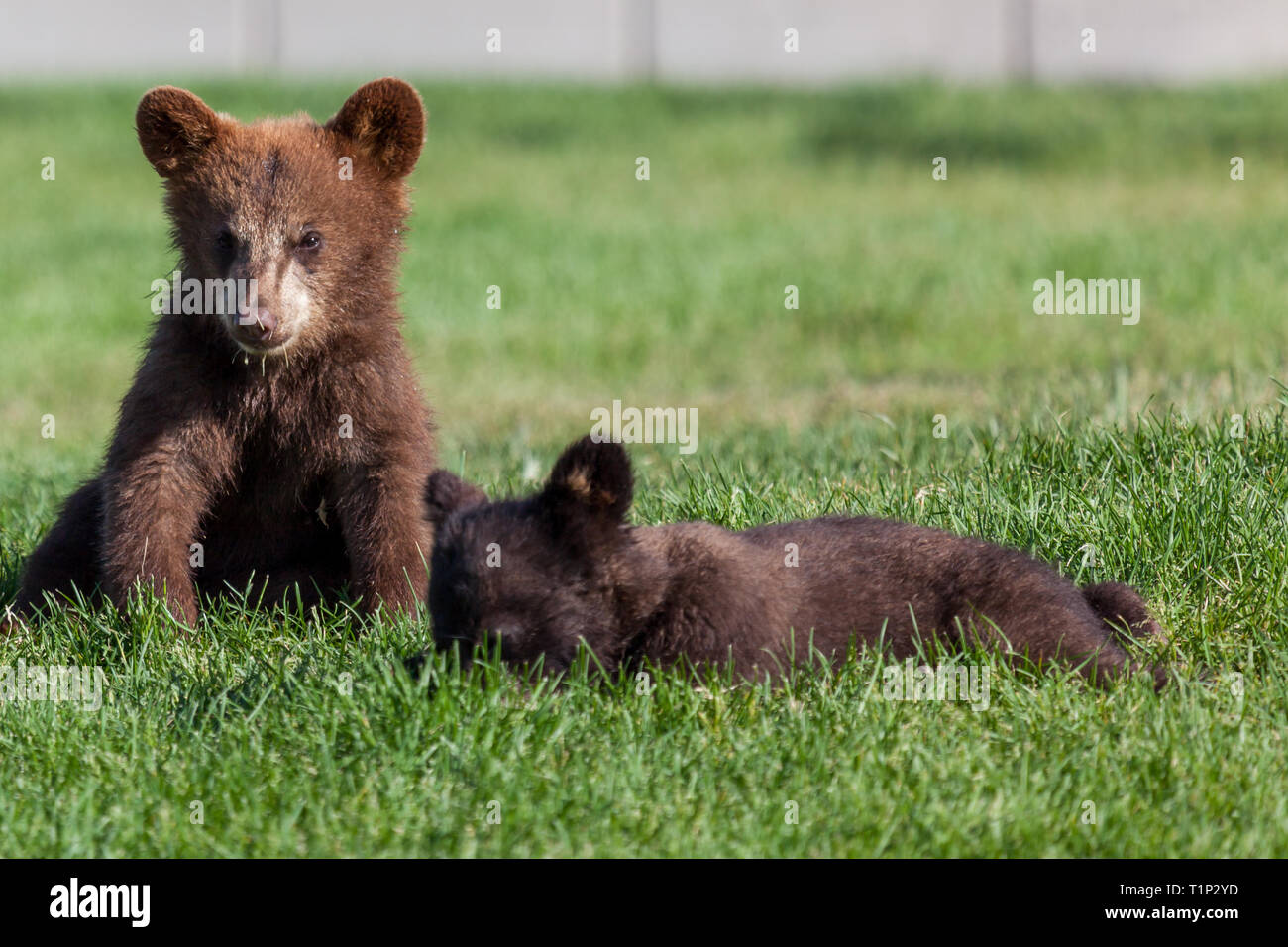 Un Mignon Bebe Ours Brun Assis Au Soleil Sur L Herbe Verte Avec Un Bebe Ours Noir Portant A Cote Photo Stock Alamy Un Mignon Bebe Ours Brun Assis Au Soleil Sur L Herbe Verte Avec Un Bebe Ours Noir Portant A Cote Photo Stock Alamy