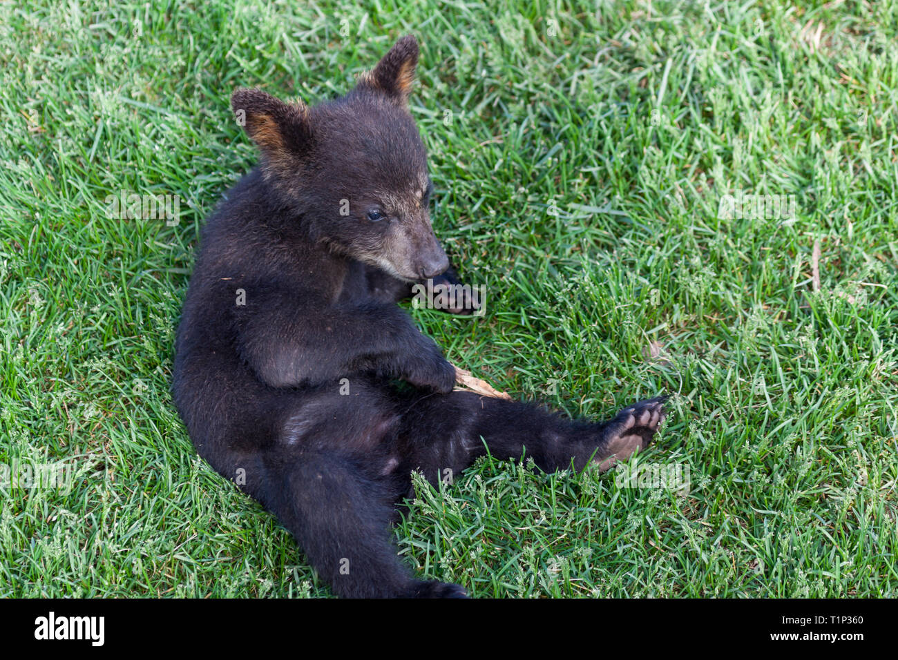 Un Mignon Petit Bebe Ours Noir Pose Dans L Herbe Et Jouer Avec Un Morceau De Bois Photo Stock Alamy