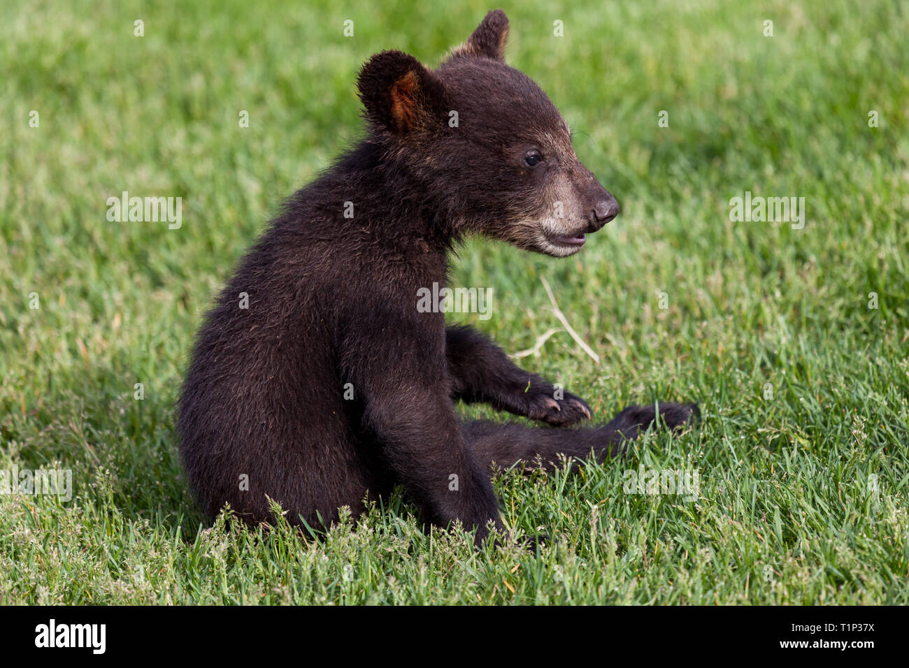 Un Mignon Petit Bebe Ours Noir Assis Dans L Herbe De Printemps Vert Et A La Recherche Sur Le Cote Photo Stock Alamy