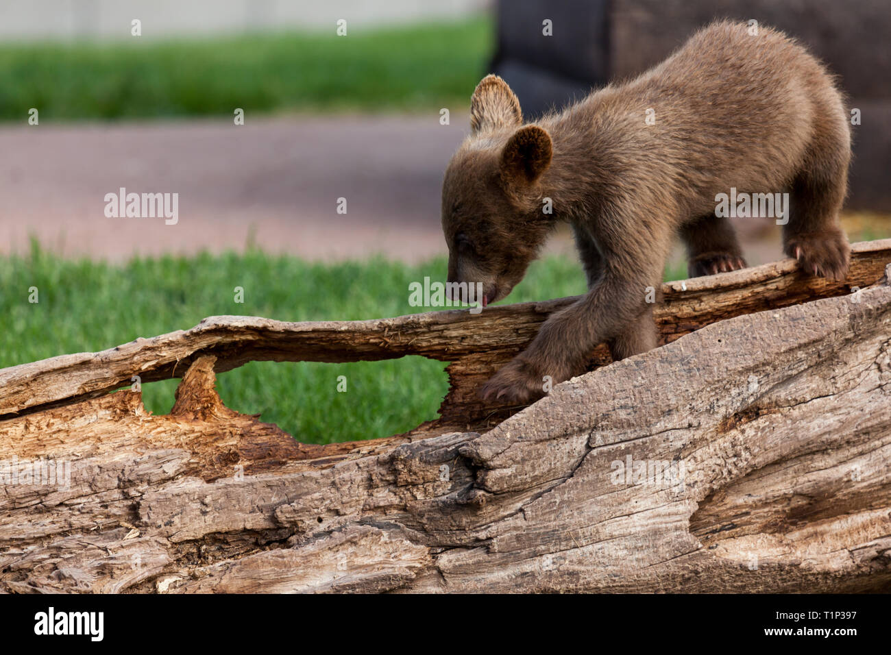 Un Mignon Petit Bebe Ours Brun Marchant Le Long D Un Vieux Journal Qui Pourrissent Dans Le Printemps Photo Stock Alamy