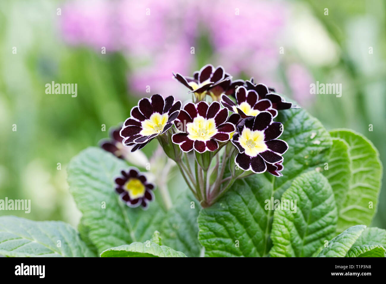 Polyanthus 'Silver Lace' fleurit dans le jardin. Banque D'Images