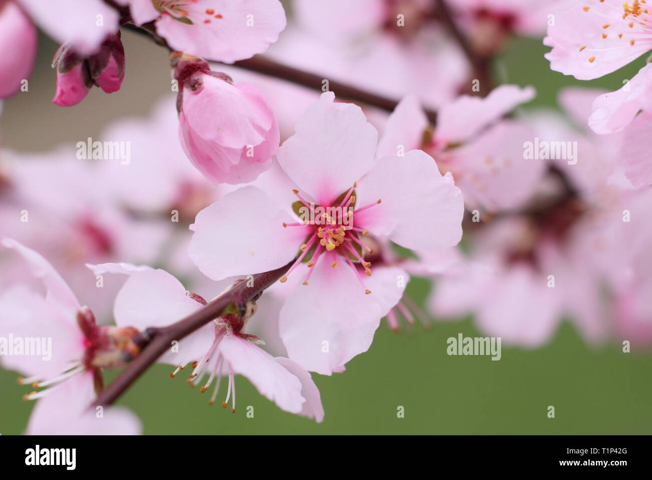 Prunus 'Ingrid'. Les fleurs d'amandier, Prunus petite persicoides 'Ingrid' au début du printemps, UK Banque D'Images