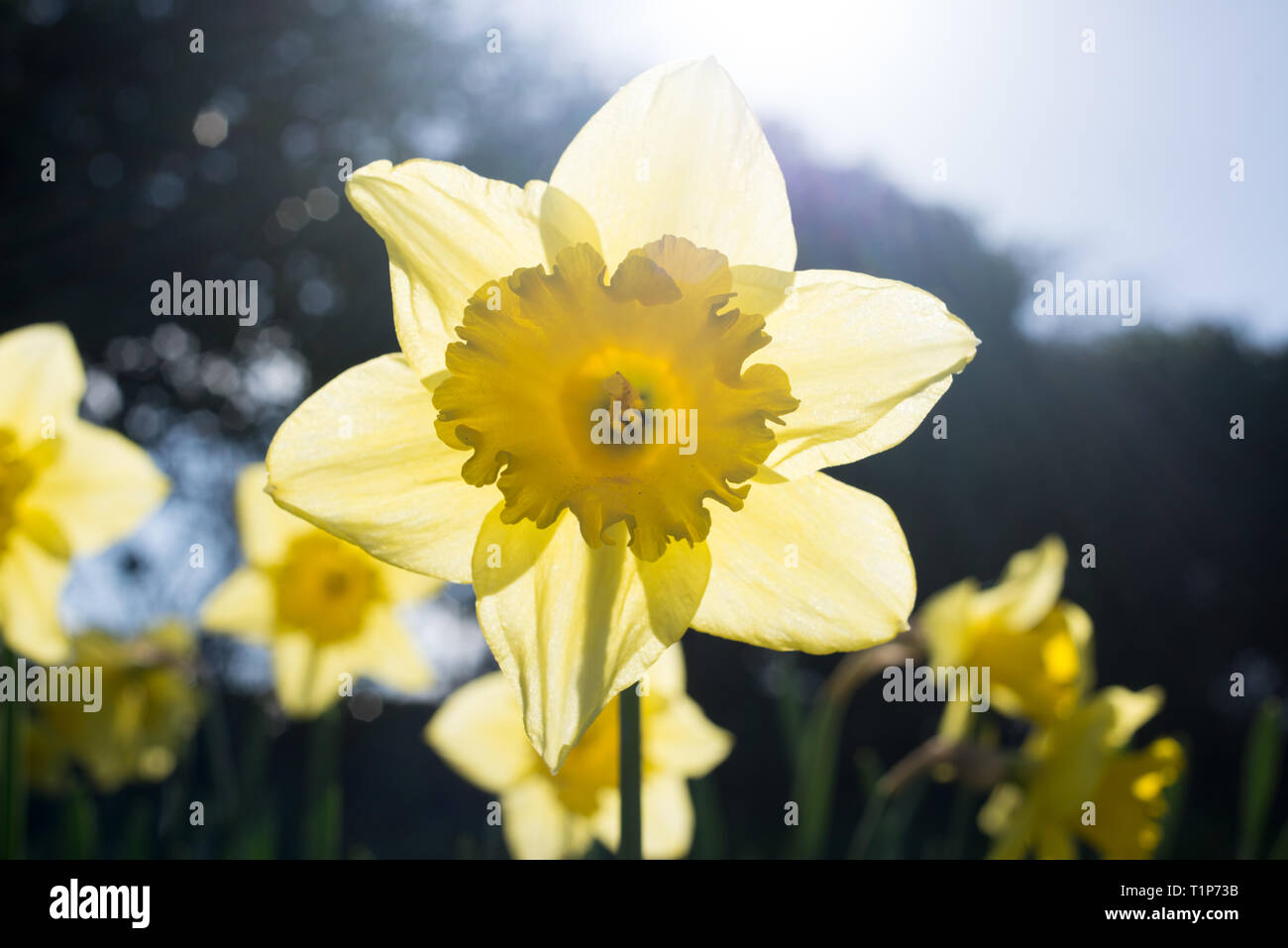 Jaune JONQUILLE Narcissus libre avec la lumière de l'arrière Banque D'Images