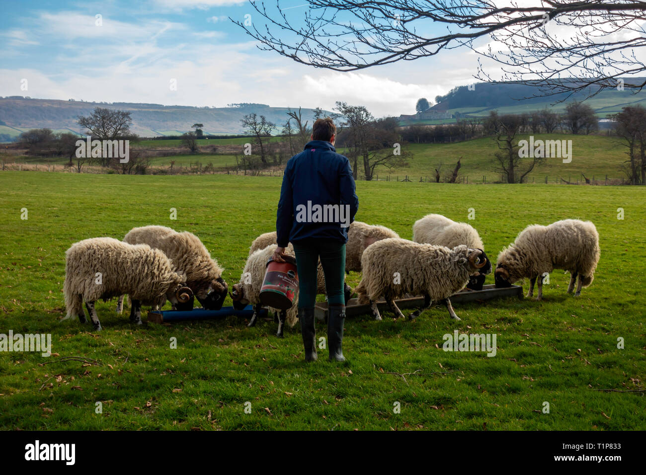 Yorkshire rams Banque de photographies et d’images à haute résolution ...