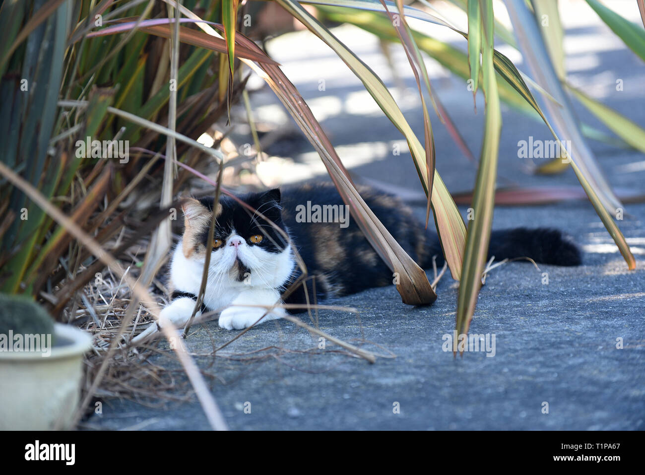 Soffie le chat se reposer à l'ombre dans le jardin, soffie le chat est un persan exotic Banque D'Images