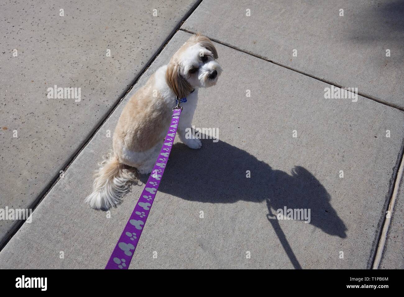 Un chien va pour une promenade tout en portant une laisse. Banque D'Images